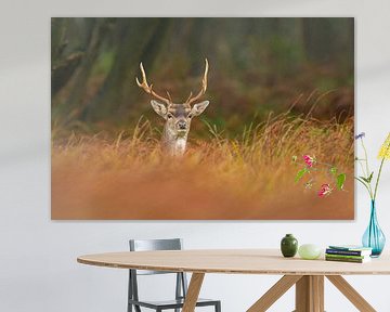 Fallow deer between grass by Richard Guijt Photography