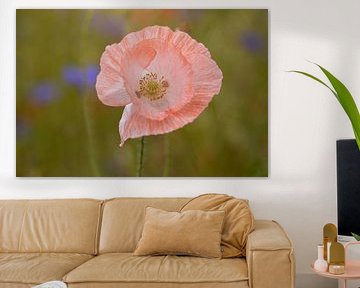 pink poppy by Esther Maria