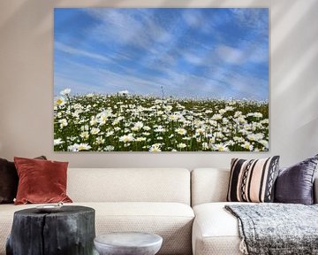 A field of daisies in bloom by Claude Laprise