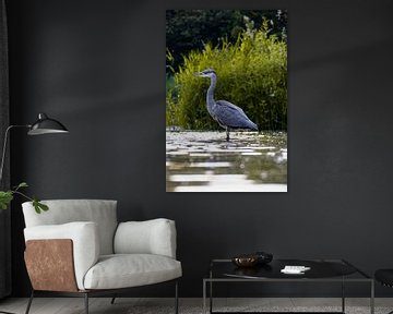 Heron waiting for fish by Maxwell Pels