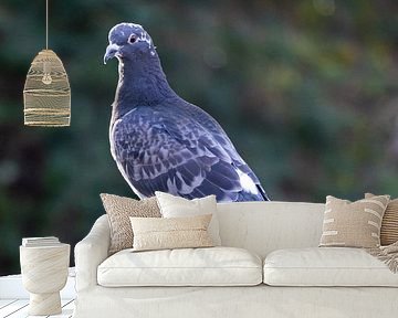 Duif kijkend vanaf de reling. van Maxwell Pels