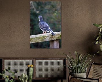 Dove watching from the railing. by Maxwell Pels