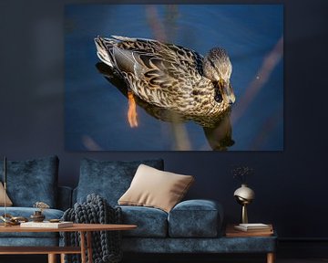 Duck swimming in the water (female) by Maxwell Pels