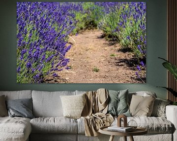 Lavendelveld in de Provence van Animaflora PicsStock