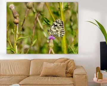 Melanargia galathea butterfly on thistle by Animaflora PicsStock