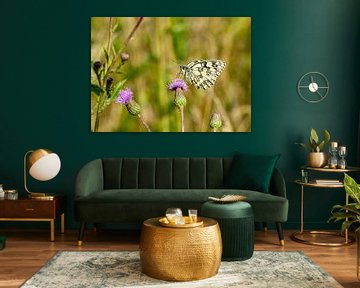 Melanargia galathea butterfly on thistle von Animaflora PicsStock