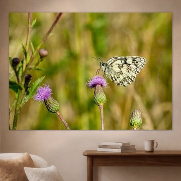 Melanargia galathea papillon sur chardon