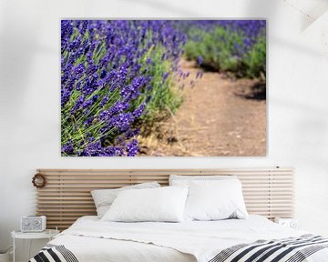 Lavender field in Provence by Animaflora PicsStock