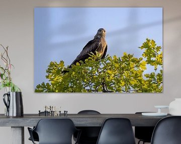 A black kite in a tree