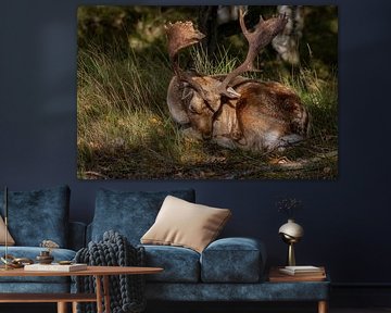 Beautiful photography of Animals in the Netherlands by Chérise Smeets