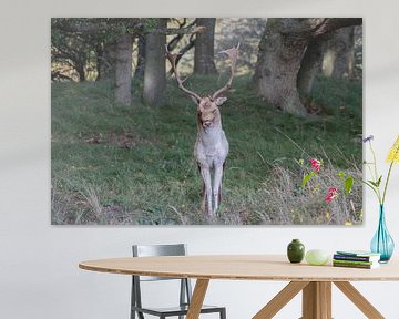 De belles photographies d'animaux aux Pays-Bas