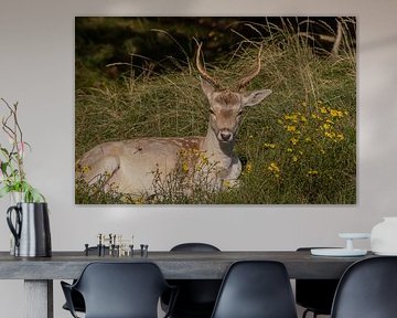 De belles photographies d'animaux aux Pays-Bas