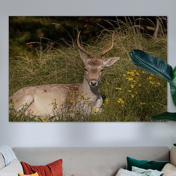 Beautiful photography of Animals in the Netherlands
