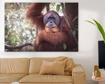 Vader oerangoetan in de jungle van Indonesië, Sumatra. van Made by Voorn