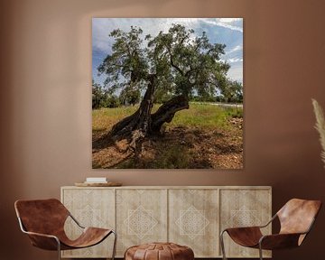 Olivenbaum mit Gegenlicht, Italien von Joost Adriaanse