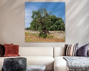 Olijfboom in muur, zuid Italië van Joost Adriaanse