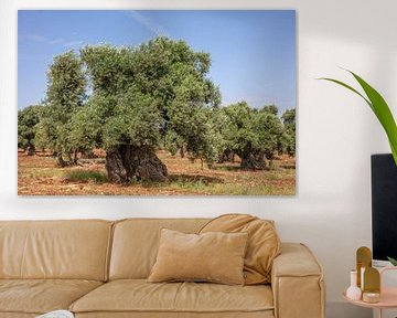 Old Olive tree in orchard, southern Italy by Joost Adriaanse