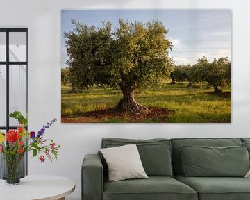 Olive tree on orchard in the afternoon, southern Italy by Joost Adriaanse