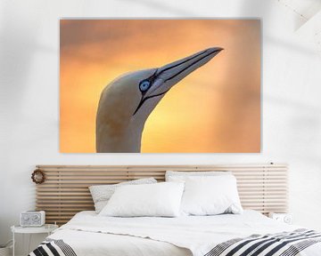 Gannet at sunset on Helgoland by Andre Brasse Photography