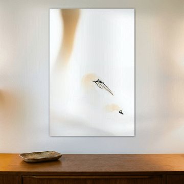 Gannets in Heligoland