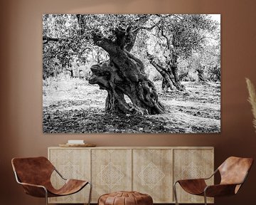 Ein uralter Olivenbaum namens Methusalem von Anne Böhle
