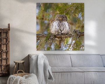 Pygmy owl in the Finnish primeval forest by Jacob Molenaar