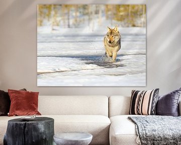 Wolf in the Finnish snow by Jacob Molenaar