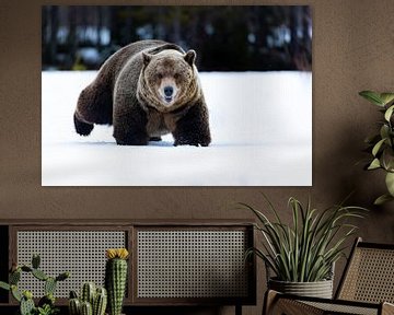 Un ours brun se faufile dans la neige finlandaise sur Jacob Molenaar