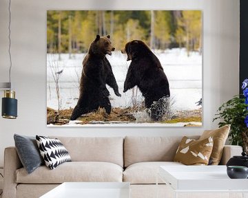 Vechtende bruine beren in de Finse sneeuw van Jacob Molenaar
