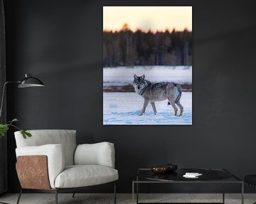 Wolf with the Finnish snow and sunrise by Jacob Molenaar
