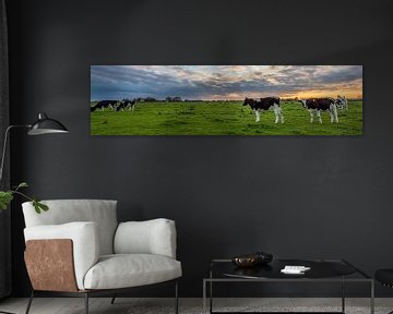 Panorama cow