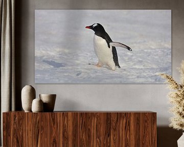 Pingouin de l'Antarctique sur G. van Dijk