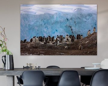Pingouins de l'Antarctique - lll sur G. van Dijk