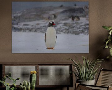 Penguin Antarctica - lll by G. van Dijk