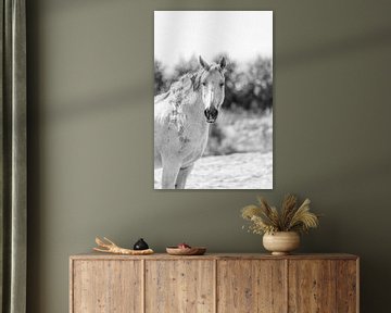 La sérénité en noir et blanc - Le portrait du cheval blanc sur Femke Ketelaar