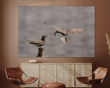 Black tern by Rinnie Wijnstra