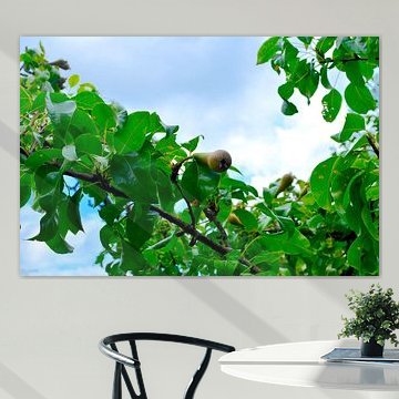 Pear in growth summer