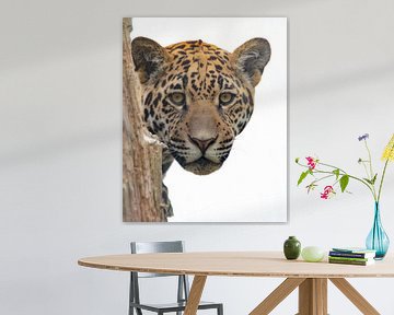 Jaguar Portrait by Jery Wormmeester