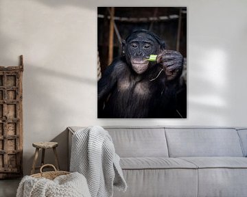 Shimpanzé Singe Zoo de Ouwehands sur Zwoele Plaatjes