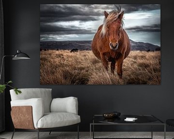IJslands paard in IJsland van Marco Rutten