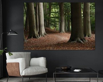 Forest in the Netherlands