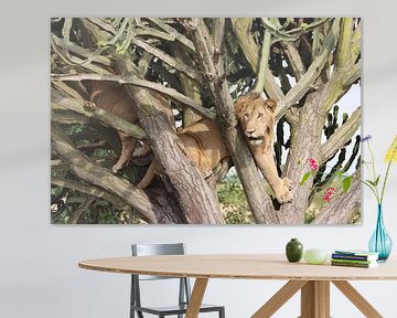 lion safari Uganda Africa