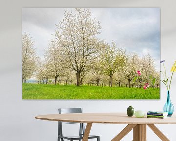 Bloeiende fruitbomen in de lente in Zuid-Limburg