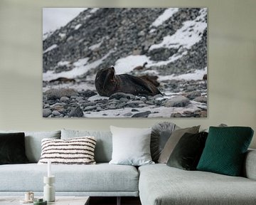 Sea lion Antarctica by G. van Dijk