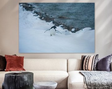Penguin Antarctica - llll by G. van Dijk