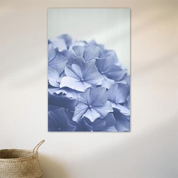 Fleurs d'hortensia bleu tendre