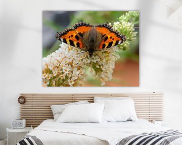 Petit papillon Fuchs-Aglais-Urticae sur une fleur de Buddleja sur Animaflora PicsStock