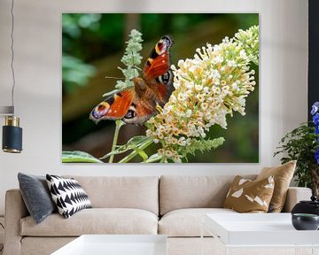 Inachis io vlinder op Buddleja bloem van Animaflora PicsStock