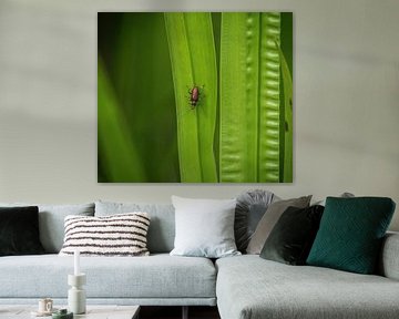 A minimalistic closeup of a redsoftbug at summer in saarland top view von Wolfgang Unger