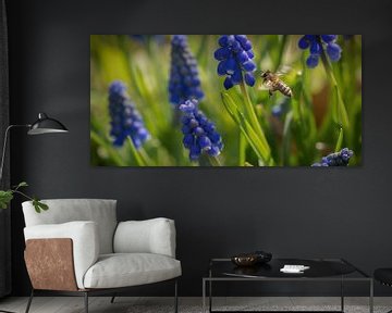 A closeup of a flying bee between grape hyacinths in jena by Wolfgang Unger